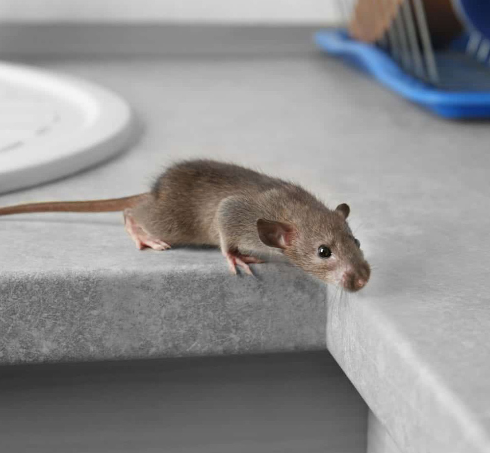 مكافحة القوارض (الفئران والجرذان)