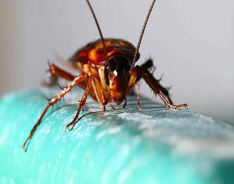 مكافحة العناكب والبق